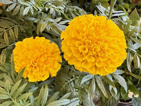 マリーゴールド(黄花) マリーゴールド(黄花)の写真