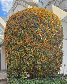 街角に咲く金木犀の木 金木犀,キンモクセイ,花の写真素材