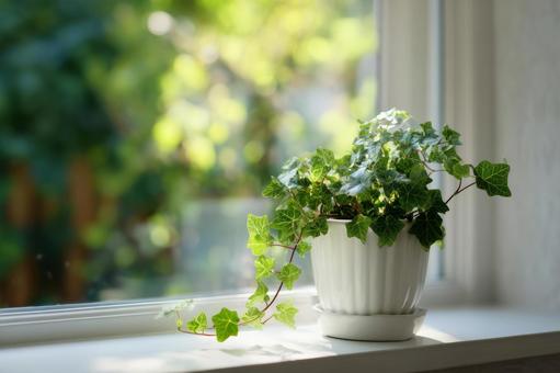 窓際の観葉植物 窓際の観葉植物の写真