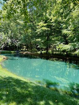 夏の池 夏の池の写真