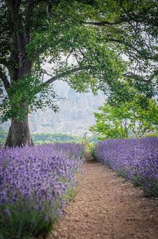 北海道 札幌市 幌見峠のラベンダー畑 北海道 札幌市 幌見峠のラベンダー畑の写真