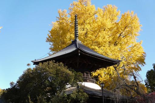 鑁阿寺 足利市 鑁阿寺 足利市 寺,寺院,紅葉の写真素材