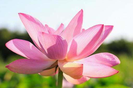 蓮の花 蓮の花の写真
