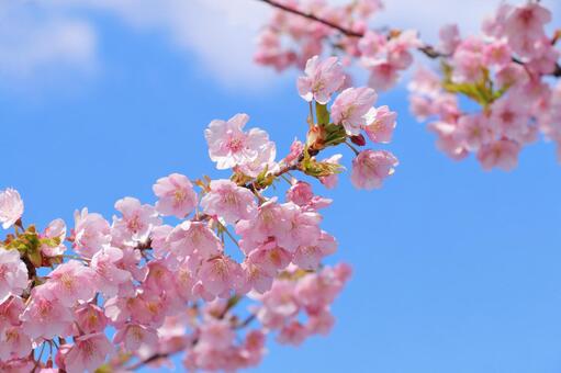 ピンク色の桜 河津桜,サクラ,春の写真素材