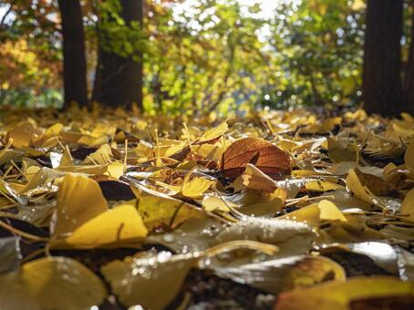 木漏れ日に輝く秋の落ち葉 落ち葉,イチョウ,黄葉の写真素材