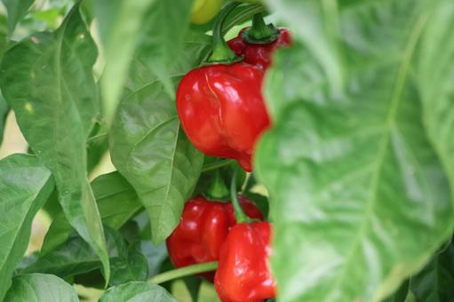 畑で栽培される赤いハバネロの実 畑,栽培,赤いの写真素材