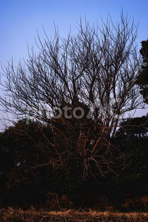 ＜五島の風景＞夜明けの枯れた大木 風景,空,青空の写真素材