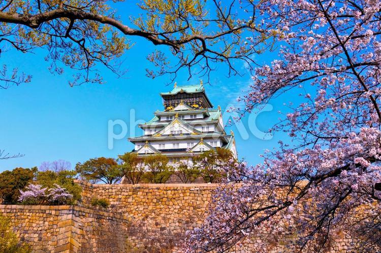 大阪城公園　桜　210 桜,大阪城公園,大阪城の写真素材