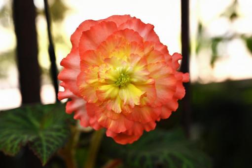 大輪の花が咲いたベゴニアは綺麗でしょう ベゴニア,大輪の花,温室内の写真素材