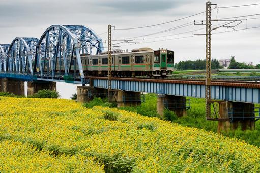 ヒマワリと電車⑼ ヒマワリと電車⑼ 夏,花,ヒマワリの写真素材