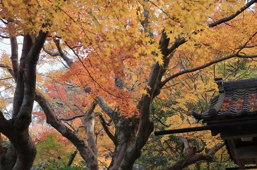 紅葉した木 紅葉した木の写真