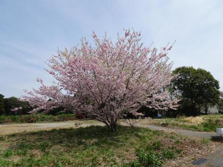 印西の桜-1 印西の桜-1の写真