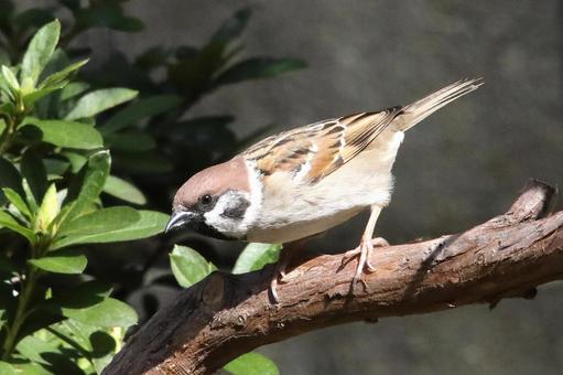 とまり木のスズメ 自然,野鳥,小鳥の写真素材