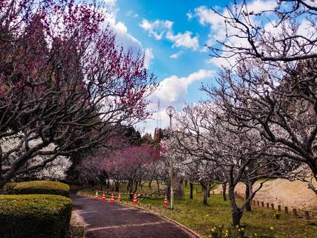 芝山梅林 芝山梅林 花見,梅見,3月の写真素材