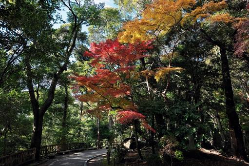 成田山公園の紅葉と遊歩道 千葉県成田市,成田山公園,紅葉狩りの写真素材