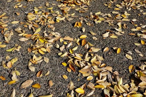 地面に落ちた落ち葉 黄葉,落ち葉,秋の写真素材