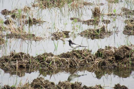 Photo, seguro sekirei, bird, wild bird, 