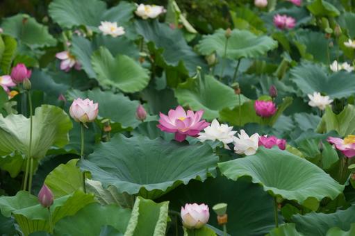Lotus, JPG Lotus, JPG