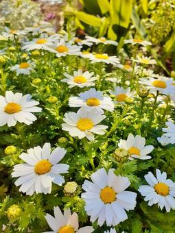 白い花＊冬に活躍するノースポールの写真