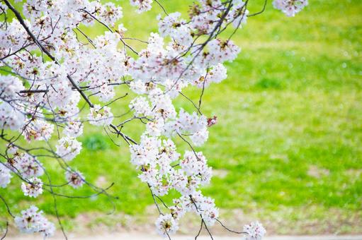 桜 桜の写真