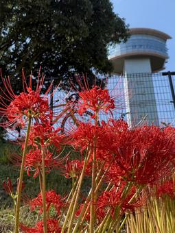 彼岸花とタワー 彼岸花とタワー 花,秋,彼岸花の写真素材