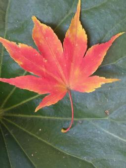 Photo, autumn leaves, red, vivid, 