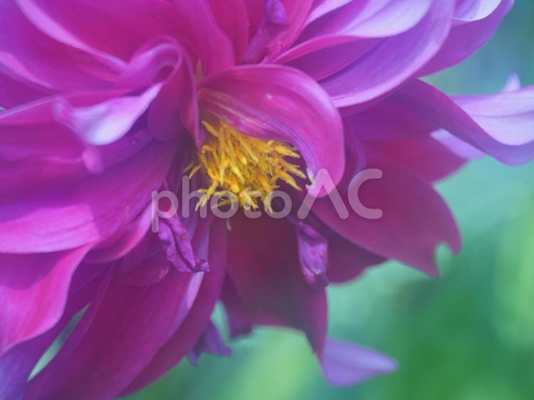 青いイメージのダリア ダリア,夏の花,花の写真素材