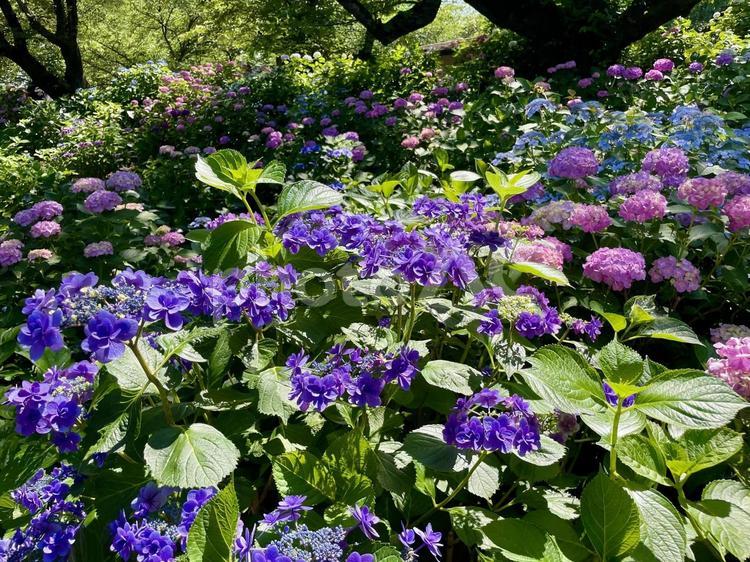 紫色のガクアジサイ 紫陽花,カラフル,紫色の写真素材