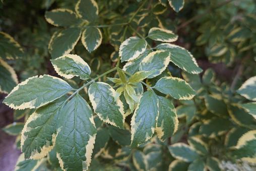 画面いっぱいの暗い緑の葉っぱの写真