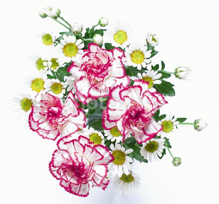 赤と白の2種花束イメージ素材 花,赤,白の写真素材