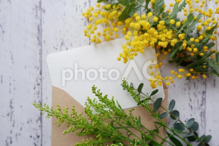 満開のミモザの花と空白のカード ミモザ,春,スプリングの写真素材