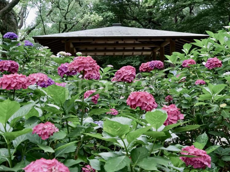 筥崎宮　あじさい苑　梅雨空の中可憐に咲く 筥崎宮,あじさい苑,あじさいの写真素材