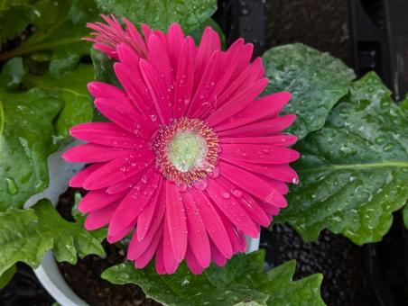 Vibrant Gerbera, JPG Vibrant Gerbera, JPG