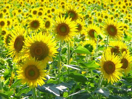 ひまわり 201208 03 ひまわり 201208 03の写真