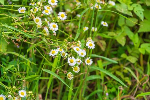 野に咲くハルジオンの白い花 野に咲くハルジオンの白い花 ハルジオン,花,白の写真素材