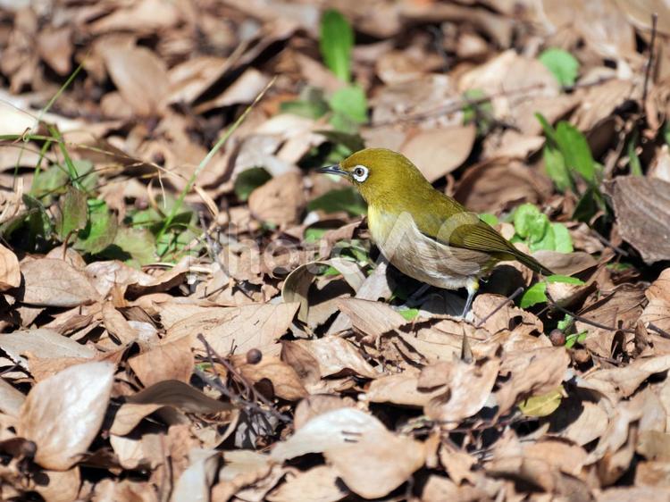地上を徘徊中のメジロ メジロ,野鳥,小鳥の写真素材