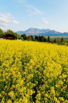 250504飯山市菜の花公園 250504飯山市菜の花公園の写真