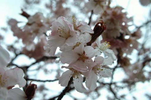 桜 桜の写真