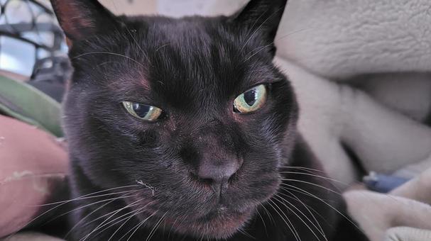 くつろぐ黒猫 猫,cat,ペットの写真素材