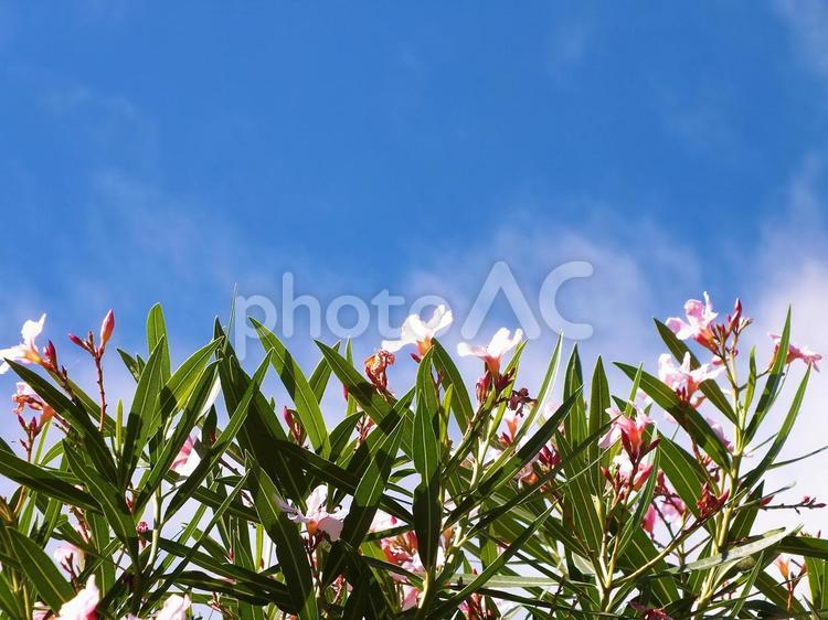 満開の夾竹桃の花と秋空 キョウチクトウ,夾竹桃,ピンクの花の写真素材