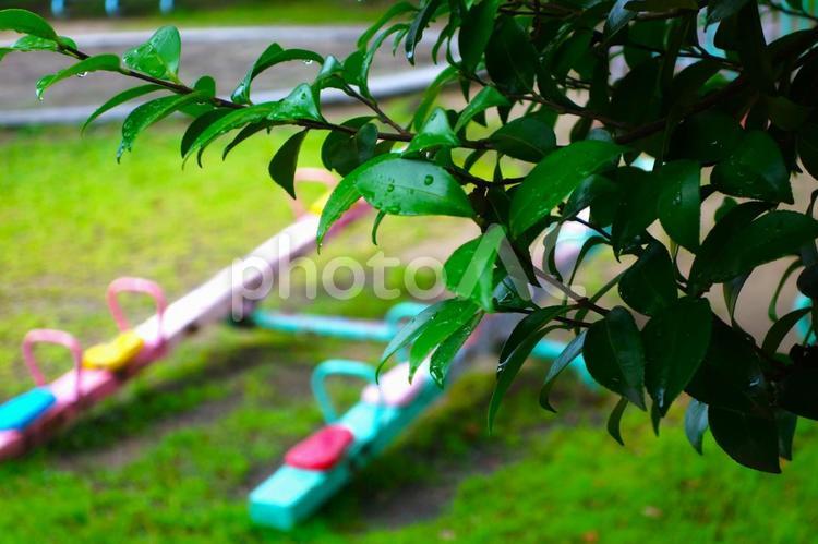 雨あがりの夕方の公園 公園,遊具,木の葉の写真素材