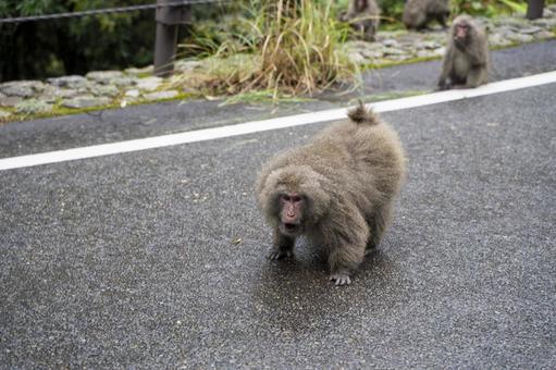屋久島 野性の猿 屋久島 野性の猿の写真