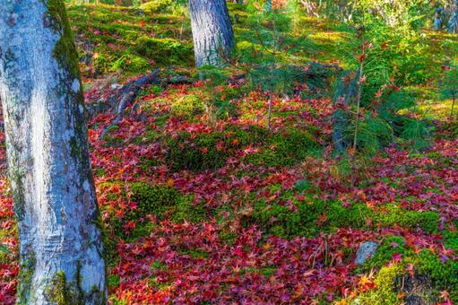 苔を埋め尽くす落葉の絨毯 落葉,紅葉,モミジの写真素材
