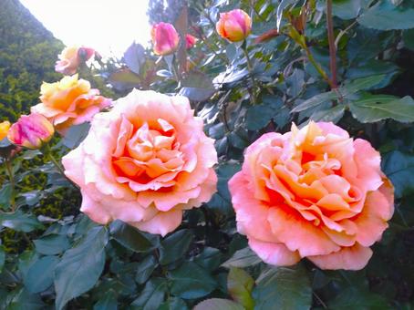 薔薇 バラ,薔薇,ピンクのバラの写真素材