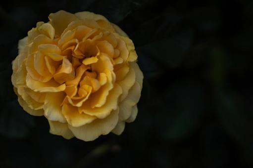 Rose, JPG Rose, JPG