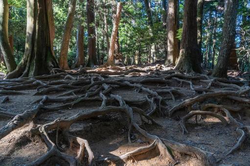 京都 鞍馬寺 木の根道 京都 鞍馬寺 木の根道 鞍馬寺,寺,寺院の写真素材