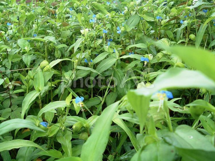 たくさんのツユクサ 花,自然,緑の写真素材