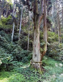 参道にある神々しい大木 参道にある神々しい大木 茨城県,日立市,御岩神社の写真素材