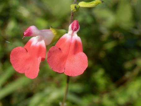 【花の写真】チェリーセージ チェリーセージ,植物,花の写真素材