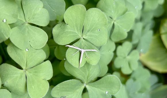 カタバミにとまっているトリバガ トリバガ,蛾,カタバミの写真素材